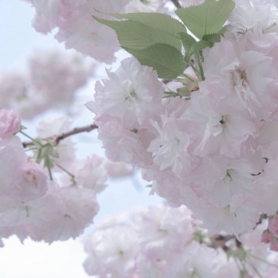 德化福瑞交流群